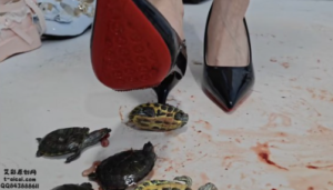 【灵ling】灵欢小公主2双鞋不同方法玩虐小乌龟（超多语言）-97LZTDGXFC-000003132702659