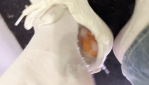 米饭板鞋户外-97LZTDGXFC-000003132702727