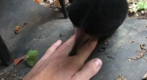 2小时公交无意识踩手碾压合集（大部分被视频无声）