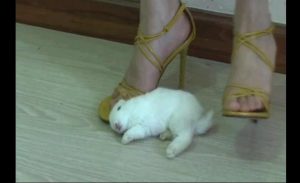 美女裸足高跟鞋踩踏小白兔-97L2ZTD-716697